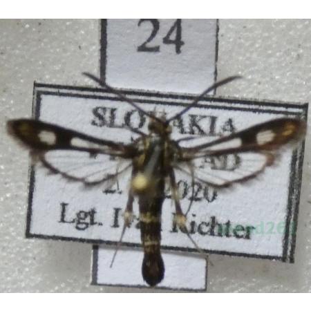 Chamaesphecia empiformis (Esper, 1783) Przeziernik wujkowaty Slovakia24n